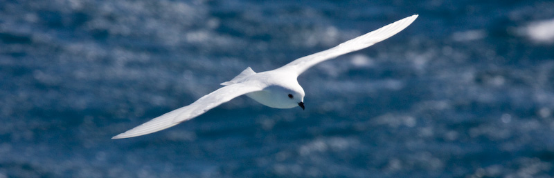 Snow Petrel In Flight